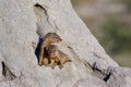 Slender Mongoose - Botswana