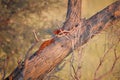 Two Slender Mongoose, Galerella sanguinea, much more richly coloured, reddish Kgalagadi mongoose on an oblique tree trunk against Royalty Free Stock Photo