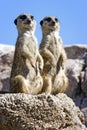 Two slender tailed meerkats Royalty Free Stock Photo