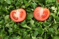 Two slices of tomato in green mache lettuce