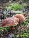 Two slippery jack mushrooms