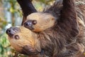 Two sloths hanging in a tree, one is a baby. Wild animal quiet and friendly Royalty Free Stock Photo