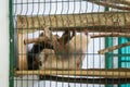 Two sloths in a cage