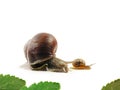 Two slugs and leafs on white Royalty Free Stock Photo