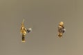Two small ancient indigenous golden pieces Royalty Free Stock Photo