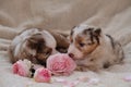 Two small Australian Shepherd puppies red Merle on white fluffy soft blanket next to pink roses. Beautiful aussie dogs for holiday