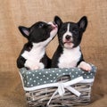 Two small babies Basenji puppies dogs are kissing Royalty Free Stock Photo