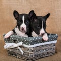 Two small babies Basenji puppies dogs are kissing Royalty Free Stock Photo