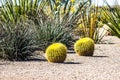 Two Small Barrel Cactus With Barbs