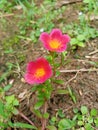 Two small beautiful flowers in front of the house Royalty Free Stock Photo