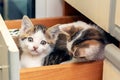 Two small beautiful kittens are sitting in the kitchen in a box. Interesting and funny cats Royalty Free Stock Photo