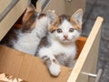 Two small beautiful kittens are sitting in the kitchen in a box. Interesting and funny cats Royalty Free Stock Photo