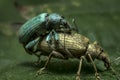 Two small beetles mate on summer