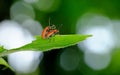 Two small beetles mating on a leaf Royalty Free Stock Photo