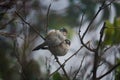 two small birds (couple) sitting on the branch Royalty Free Stock Photo