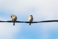 Two small birds on electric cable Royalty Free Stock Photo