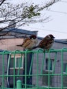 two birds that are sitting on the fence together over looking at each other Royalty Free Stock Photo