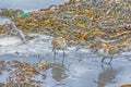 Two small birds reaching for food among the seaweed and muddy waters.