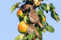Two small birds sit on a pear branch and exchange food tenderly Royalty Free Stock Photo