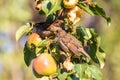 Two small birds sit on a pear branch and exchange food tenderly Royalty Free Stock Photo