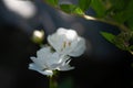 Two small blooming white rose flowers on dark blur background in the garden on a summer evening.