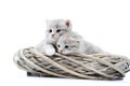 Two Small Blue-eyed Newborn Fluffy Kittens Being Curious And Looking To The Side While Playing In White Wicker Wreath In