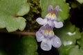 Two small blue flowers on the wall and green leaves