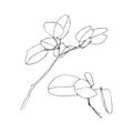 Two small branches with leaves. Outline of herb. Hand drawn plant.