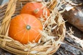 Two small bright orange heirloom Red Kuri pumpkins in wicker basket dry autumn plants on on wood logs in garden. Cozy early fall Royalty Free Stock Photo