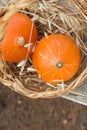 Two Small Bright Orange Heirloom Red Kuri Pumpkins in Wicker Basket Wild Dry Oats. Autumn Fall Atmosphere. Warm earthy colors