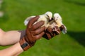 Two small broiler chickens in the hands of a farmer on the background of a green meadow Royalty Free Stock Photo