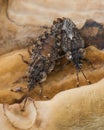 Two Small Bugs Mating on a Bark Mushroom in Summer Royalty Free Stock Photo