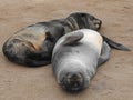 Two small brown fur seal sleeping together. Royalty Free Stock Photo