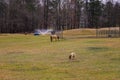 Two small brown horses grazing on green and yellow grass on the farm surrounded by bare winter trees and a sprinkler with blue sky Royalty Free Stock Photo