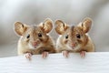 Two small brown mice peeks out on blurred background Royalty Free Stock Photo