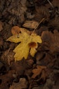 Two Small Brown Mushrooms On Yellow Leaf In Forest. Autumn Nature, Leaves Texture. Vertical Shot