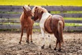 Two small brown and white pony horses on muddy ground, heads gently close as if they`re in love, blurred yellow field behind