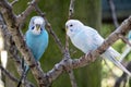 Two Budgies sitting on a Branch Outside Budgerigar