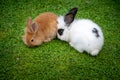 Two small bunnies playing together Royalty Free Stock Photo