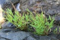 Two small bush of grass on a rock Royalty Free Stock Photo