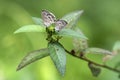 Two Small Butterflies Rest on Green Leaves in a Soft Green Natural Background Royalty Free Stock Photo