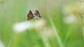 Two small butterflies sitting on a Dandelion