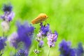 Orange  butterfly sitting on lavender Royalty Free Stock Photo