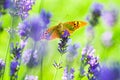 Orange  butterfly sitting on lavender Royalty Free Stock Photo