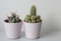 Two small cacti in pink pots
