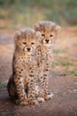 Two small Cheetah cubs sitting up alert South Africa Royalty Free Stock Photo