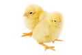 Two small chicken a over white background