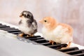 Two small chicks on the keys of the piano. The first steps in mu