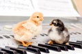 Two small chicks on the piano keys. Performing a musical play with a duet_ Royalty Free Stock Photo