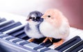 Two small chicks on the piano keys. Performing a musical play with a duet_ Royalty Free Stock Photo
